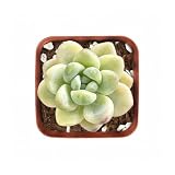 2" Live Succulent Plants Sedum Clavatum Variegated, Low-Maintenance