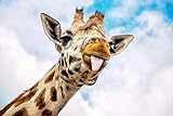 Giraffe Tongue Sticking Out Close Up of Face Looking Into Camera Safari Wildlife Animal Funny Cute...