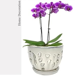 Orchid Pot Round Ceramic Flower Container Succulent Plant Planter Butterfly Pot Saucer Windowsill Contemporary Home Decoration 6 Inch Cream