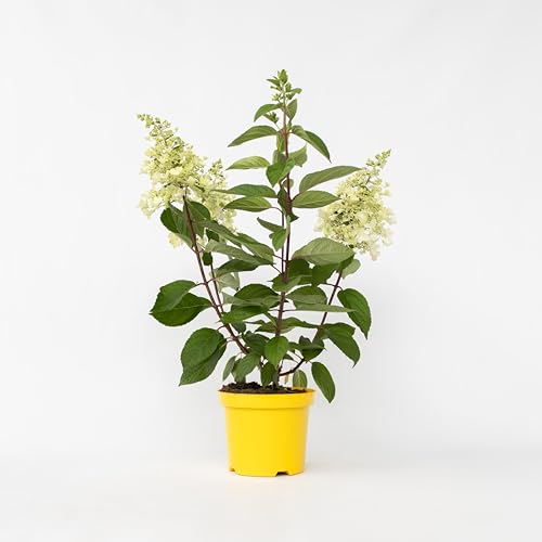 Plant in a Box - Hortensie- Hydrangea paniculata 'Candlelight'- Höhe 25-40cm -Topf 19cm - Winterharte Gartenpflanze