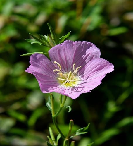 Lot de 100 nouvelles graines fraîches de fleurs de lavande Oenothera