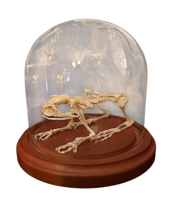 Articulated Frog Skeleton - in Glass Dome - Oddities - Curiosities - Gothic Decor - Real Skeleton - Science Specimen