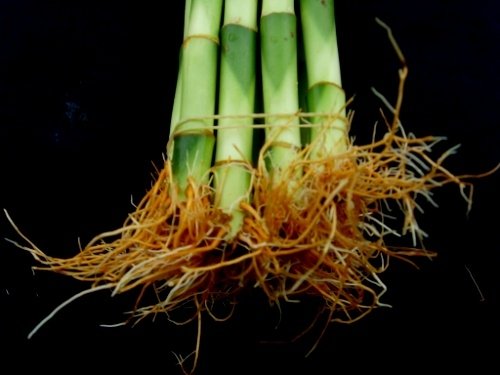 Moskila Jm Bamboo 10 Stalks Of 8 Inches Straight Lucky Bamboo For Gifts Or Fengshui thumb #1
