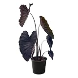 Live Colocasia - Redemption, 10” Tall by 5” Wide in 1.76 Qt Pot, Trimmed Back for Shipping Purposes