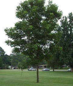 Pawnee Pecan Tree - 2 Year Old