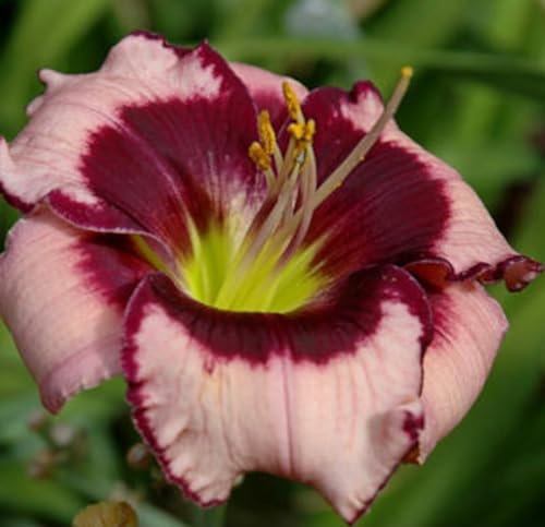Votaniki Daylily (Hemerocallis 'Blackberries and Cream') Bare Roots - Beautiful Perennial Daylilys | Reblooming, Fragrant & Showy Flowers, Daylilys, Easy to Grow (1 Pack)