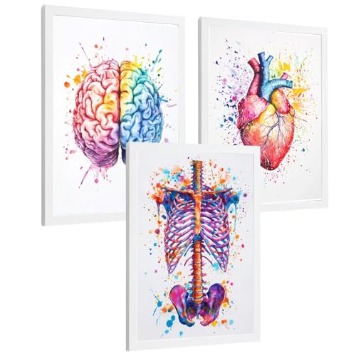 Posters anatomie humaine aquarelle pour décoration cabinet médical set 3 tableaux A4 cadre blanc