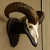 auf Trophäenschild GTK - Geweihe & Trophäen KRUMHOLZ Mufflon (Ovis gmelini Musimon) Widder Geweih Schädeltrophäe Hornlänge 55 cm auf Trophäenschild 82.1.109