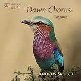 White-bellied Go-Away-Bird