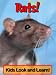 Rats! Learn About Rats and Enjoy Colorful Pictures - Look and Learn! (50+ Photos of Rats)