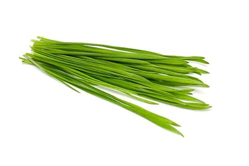 Todd's Seeds Hard Red Wheatgrass - 10 Lb's - Plant & Grow Wheatgrass, Flour, Grain & Bread - Wheatgrass Juice - Sprouting Seeds #TOP3