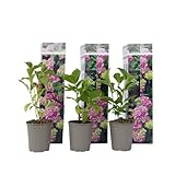 3 Pflanzen im Set Bauernhortensie Hydrangea Early Pink – Rosa Gartenhortensie, winterhart, blühende Zierpflanze im Topf, ideal für Garten & Terrasse, pflegeleicht, langlebig