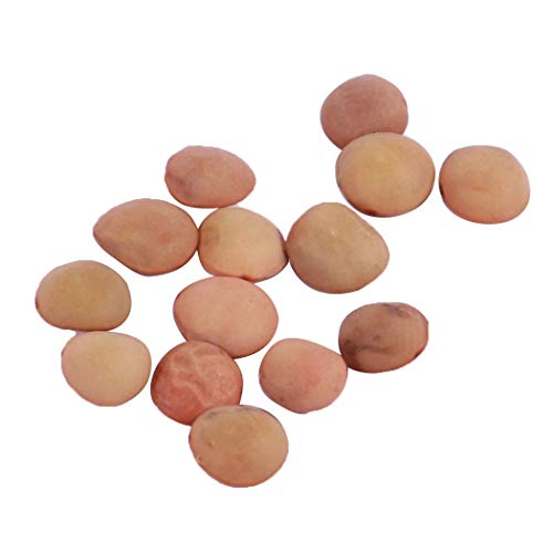 Colormore 10 teile/beutel Mangostan Samen Garcinia Mangostana Rare Fruit Seeds Hausgarten Blumensamen Cover