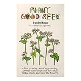 Plant Good Seed Organic Buckwheat Seeds for Planting: Fast Growing Summer Cover Crop, White Flowers - 125 Seed Packet