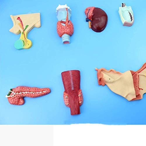 ERNZI Modelli di Materiale Educativo, Modello Educativo Modello Endocrino Organo Modello Digestive Sistema Pituitario Adrenale Umano