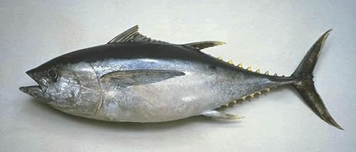 Ahi Tuna, Grade #2, Medium Loin, 5-6 lb Average, 30 lb Case, Premium Quality, Responsibly Sourced