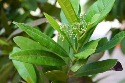 Image of Hybrid All Spice Plant /Sarvasugandhi Pimenta dioica, All Spice Pimenta Dioica spice scented leaf Kitchen Spice Live Plants & Tree (1-1.5 Ft Size) (All Spice Plant)
