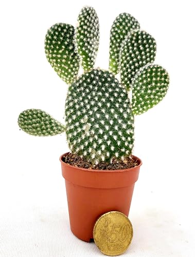 OPUNTIA MICRODASYS A SPINA BIANCA, FICO D'INDIA MICRO IDEALE PER TERRARIUM, Vaso5,5cm diametro, piante vere
