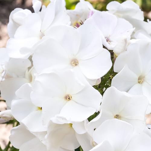 Phlox Famous White - Fragrant Hardy Perennial for Gardens - Pure White Flowers - Flowering Outdoor Plant in Pot (9cm Pot, 10-20cm)