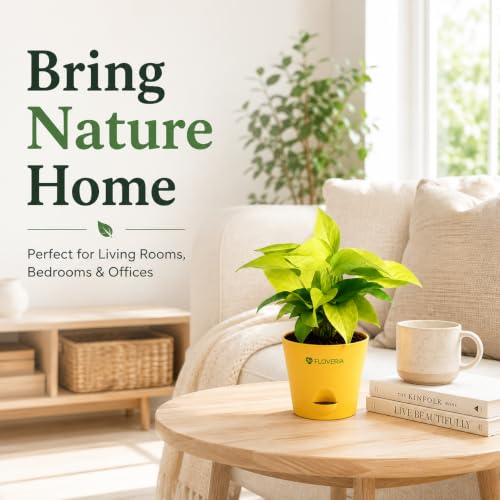 Image of Golden Money Plant Indoor Live Plant with Self Watering Pot | Lucky Vastu Air Purifying Houseplant for Home, Office, Living Room, Balcony & Home Decor Gift