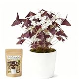 10 Bulbs Oxalis Triangularis, Purple Shamrocks Flowers for Home Garden Indoor Outdoor Planting, Easy Care
