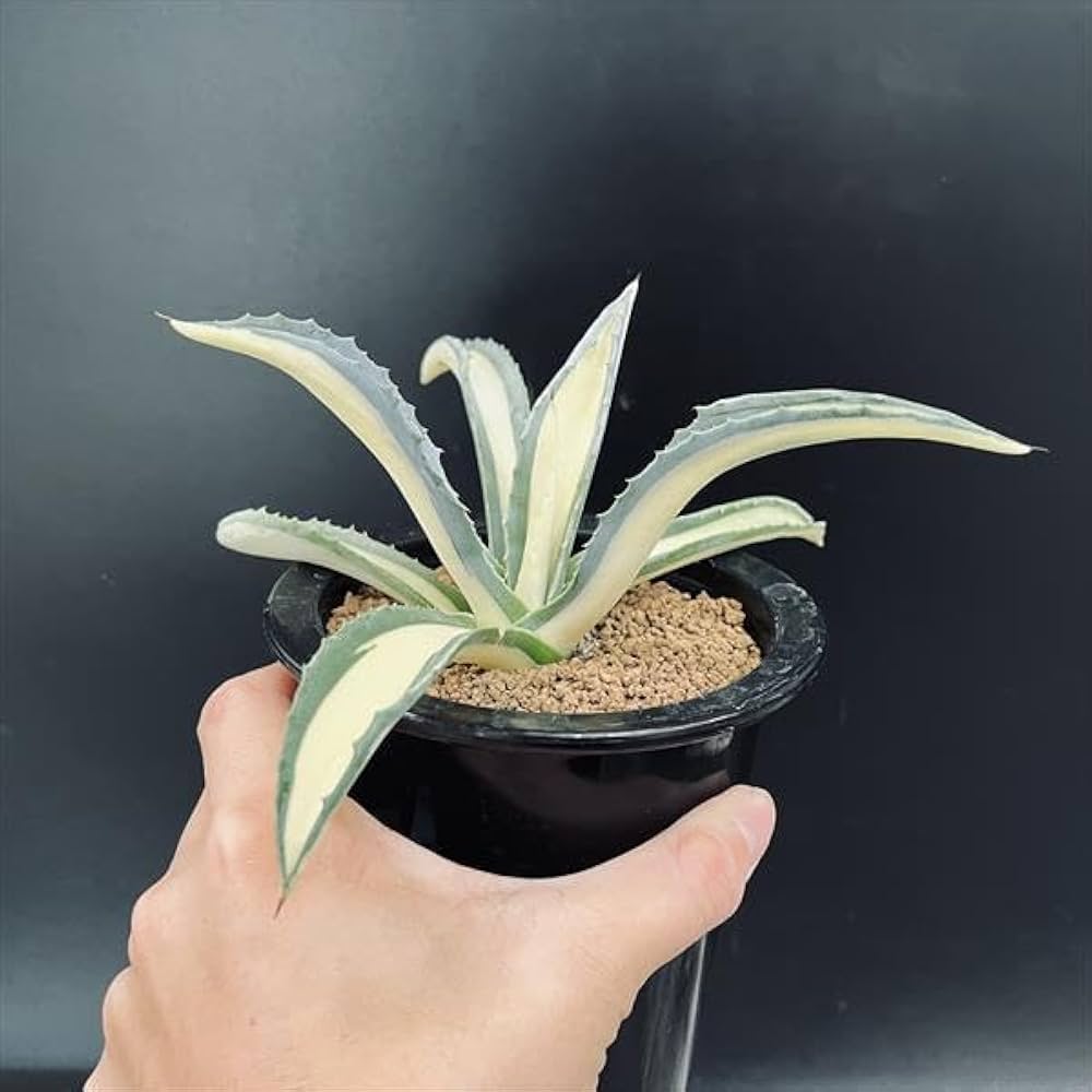 アガベ 那智の輝き 大株 Amazon|多肉植物 :アガベ アメリカーナ錦 那智の輝き*|観葉