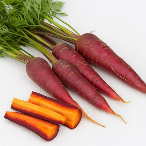 Cosmic Purple Carrot Seeds for Planting, 500+ Heirloom Seeds Per Packet, (Isla's Garden Seeds), Non GMO Seeds, Botanical Name: Daucus carota subsp. sativus, Great Home Garden Gift