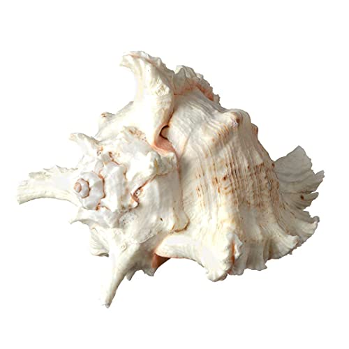 Murex Ramosus Shell - 7-9" Real Murex Sea Shell Large - Large Shell Décor - Seashell Display For Table - Sea Shells Decorating Large - Jumbo Sea Shell - Seashell Big - Sea Shells Real - Home Decor #TOP5
