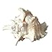 Nautical Crush Trading Conch Shell Decor - Seashell Decor - 7-9