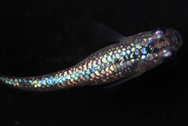 Amazon | 【メダカの稚魚】 サファイアブルー 針仔10匹＋2匹おまけ（死