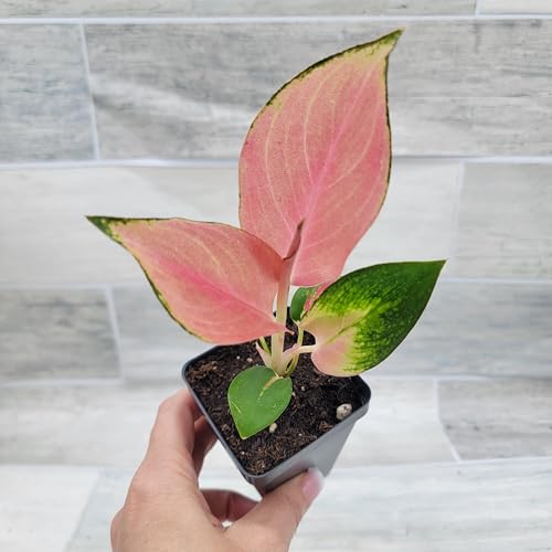 Aglaonema Suksom Jaipong, Chinese Evergreen, Lush Foliage, Air-Purifying- Exotic Tropical Indoor House Plant, 4-Inch Pot, Live Houseplants by 3exoticgreen, Perfect for Indoor Plants