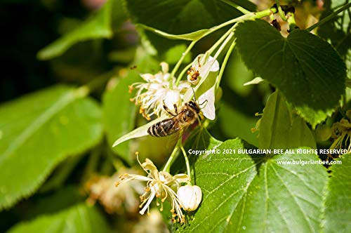 900 g Bio Lindenblüten Honig