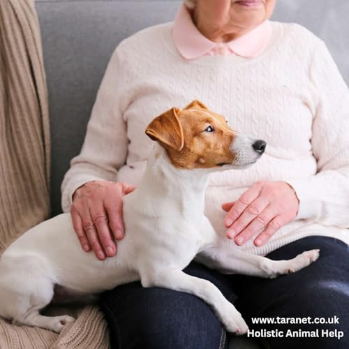 How You Can Make a Difference to Animals Affected by Domestic Abuse
