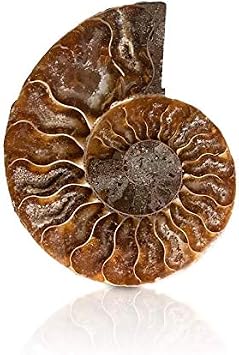 MOKA Small Size Natural Conch Fossils Quartz Stone Crystal Slice 2pc
