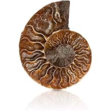 MOKA Small Size Natural Conch Fossils Quartz Stone Crystal Slice 2pc