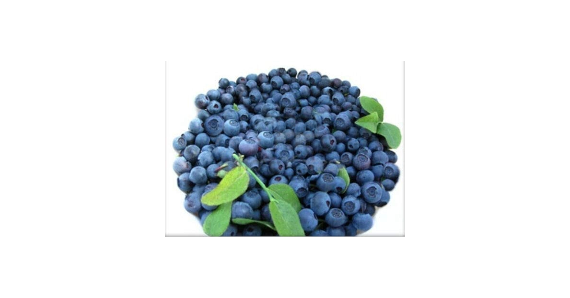 Amazon.com : 300+Super Sweet n Huge BLUEBERRY SEEDS