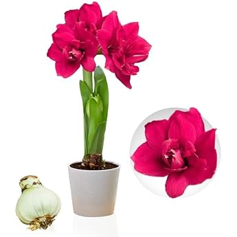 Amaryllis Onion Double Pink - 1 Flower Bulb in Large Format 26/30