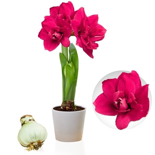 Amaryllis Zwiebel Double Pink - 1 Blumenzwiebel in Großformat 26/30 - Exklusive Zwiebeln - Echte Pflanzen aus Holland - Hippeastrum (keine Samen, Wachs und nicht künstlich)
