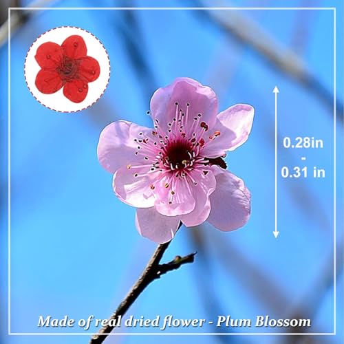 Flores secas prensadas naturales, 60 piezas miniatura 2