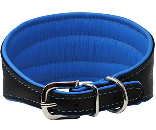 Real Leather Extra Wide Padded Tapered Dog Collar Glossy Black Greyhound Saluki Deerhound Lurcher Whippet Dachshund (11"-13" Neck; 2" Wide, Blue) #TOP1