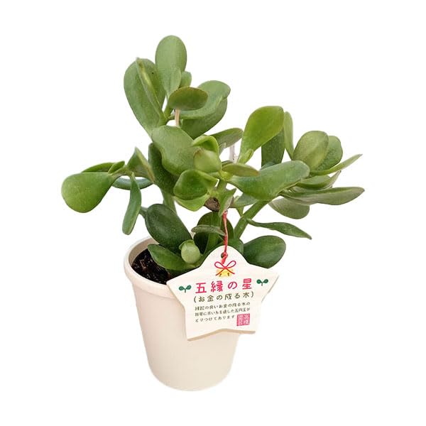 Amazon｜金のなる木[カゲツ]：五縁の星（ゴエンノホシ）4号鉢植え 2株