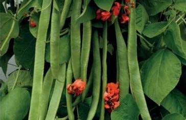 40 Seeds of Vegetables Runner Bean Benchmaster