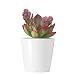 Greenaholics Succulent Plant Pots - 4.3 inch Round Cylinder Planter for Small Succulent, Cactus, Ceramic Flower Pots with Bamboo Trays, White