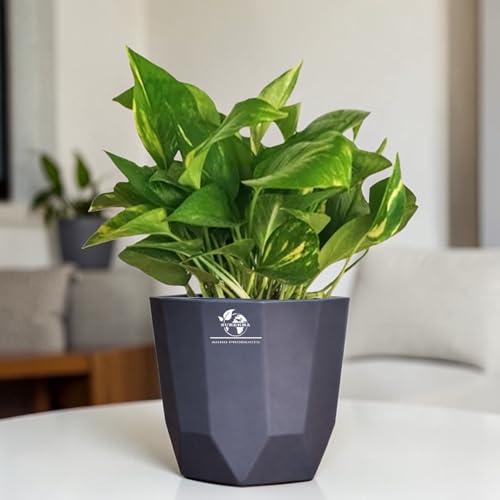 Surekha Good Luck Money Plant With Self Watering Pot| Home & Office Decor | Easy Care | Air Purifying | Lucky Plant | Indoor & Outdoor Decoration | Indoor Plant (Urban Edge Black)