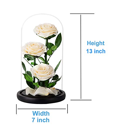 White Roses Handmade Preserved Rose in Glass Dome, Preserved Flowers Never Withered, Birthday Gifts for Women (13 inch)