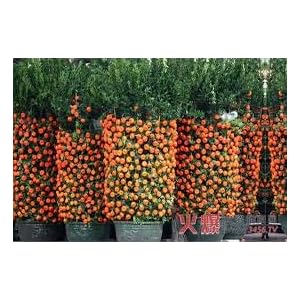 50 PCS Arancione Bonsai Semi E6, semi Novel pianta da frutto alimentari