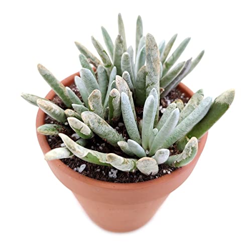 Woolly Senecio Scaposus (4 Inch) - Healthy Succulent Senecio Live Easy Care Indoor House Plant, Fully Rooted In 2/4 Inch Sizes #TOP4