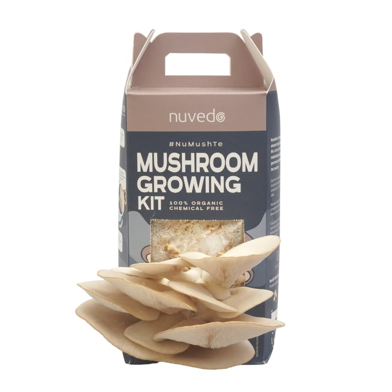 Nuvedo 100% Organic High-Protein Oyster Mushroom Growing Kit, Chemical Free - Pack of 1 (B0DGX873WQ) Amazon Price History, Amazon Price Tracker