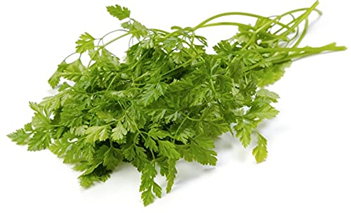 Winter Chervil Herb 100 - 24,000 Seeds French Parsley Heirloom Garden Wholesale (1500) #TOP2