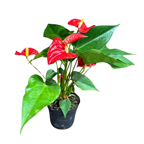 PLANTVERS Red Anthurium Live Flamingo Flower Plant 4